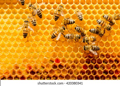 closeup of bees on honeycomb in apiary - selective focus, copy space - Powered by Shutterstock