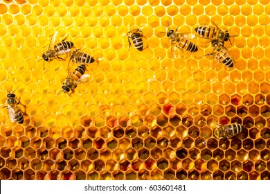 Closeup Bees On Honeycomb Apiary Selective Stock Photo 603601574 ...