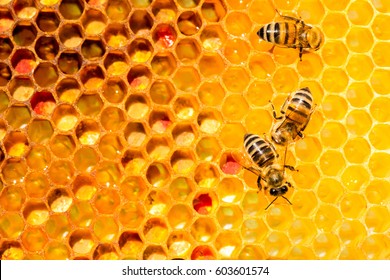 closeup of bees on honeycomb in apiary - selective focus, copy space