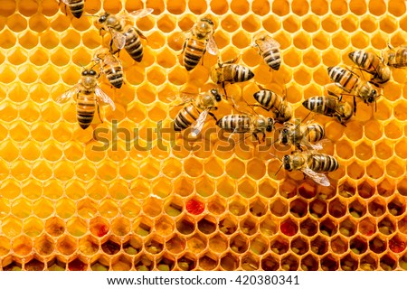 closeup of bees on honeycomb in apiary - selective focus, copy space