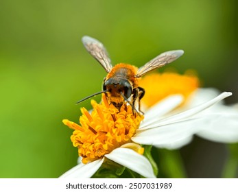 Close-up of bees sucking flower nectar, western honey bees (Apis mellifera), western honey bees sucking flower nectar bidens pilosa - Powered by Shutterstock