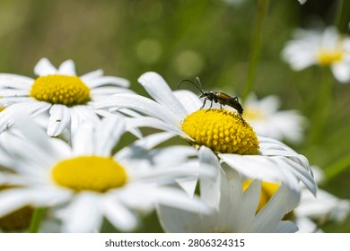 Close-up of a beetle crawling across a white daisy flower in a blooming meadow. Insect life and pollination concept. Stenurella melanura