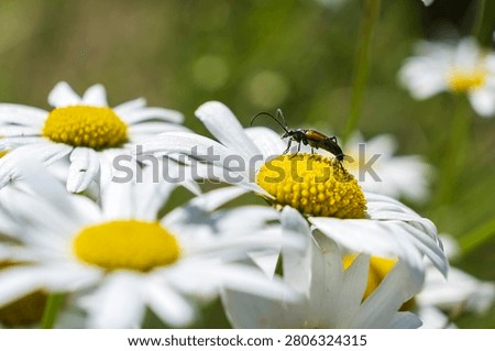 Close-up of a beetle crawling across a white daisy flower in a blooming meadow. Insect life and pollination concept. Stenurella melanura