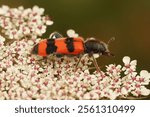 A closeup of a beetle (Trichodes apiarius) on a nest of bees