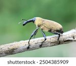 Close-up of beetles (Curculionidae), snout beetles (Curculionidae), snout beetles on tree branches