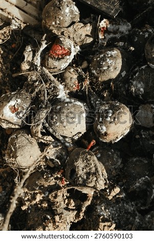 Close-up of a beetroot covered with mold, showing food spoilage and decay. The image highlights concepts of food waste, improper storage, bacteria growth, and hygiene. Ideal for themes of expired food, contamination, and environmental awareness.