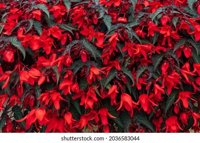 12,927 imágenes de Red begonia bloom - Imágenes, fotos y vectores de stock  | Shutterstock