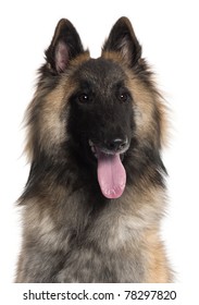 Close-up of Belgian Shepherd, Tervuren, 10 months old, in front of white background