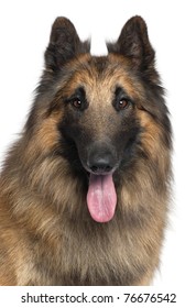 Close-up of Belgian Shepherd or Tervuren, 2 years old, in front of white background