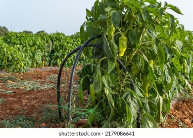 Close-up of a bell pepper plantation, Capsicum annuum, with green peppers ready for harvesting. Island of Mallorca, Spain