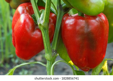 Close-up bell peppers growing on a bush in the garden. Bulgarian or sweet pepper plant. Shallow depth of field