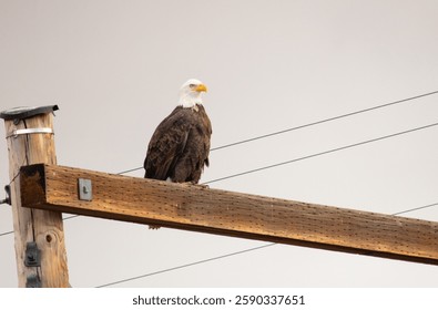 A closeup from below of a bald eagle perched dramatically on a wooden utility pole with transmission wires and gray sky in the background.