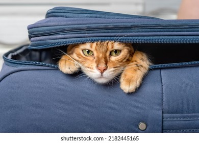 Close-up of a Bengal cat hiding in a blue suitcase.