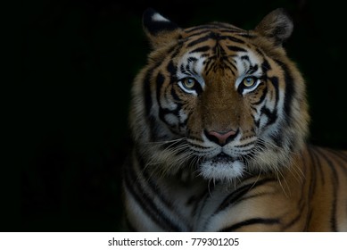 Close-up bengal tiger and black background. Copy space