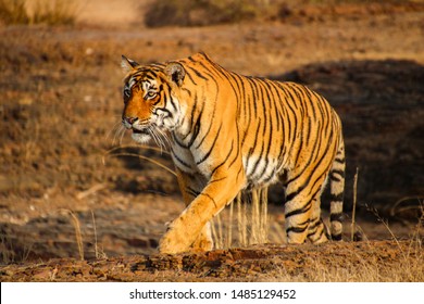 Close-up Of A Bengal Tiger In Ranthambore National Park, India