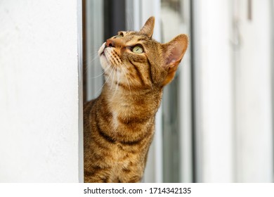 Close-up Of A Bengali Breed Cat. Felis Catus Prionailurus Bengalensis.