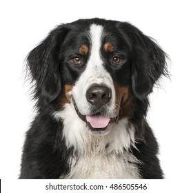 Close-up Of Bernese Mountain Dog Panting, 2 Years Old, Isolated On White