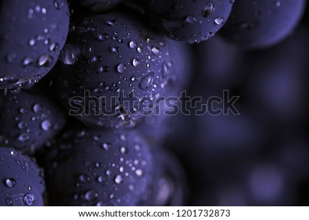 Close-up of berries of dark bunch of grape with water drops. Sot focus 