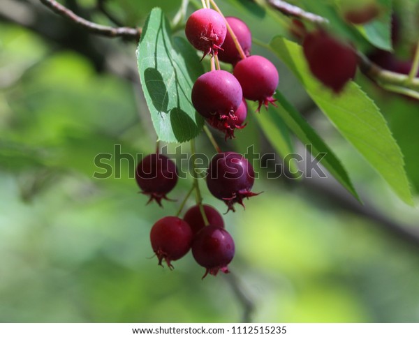 Closeup Berry Amelanchier Lamarckii Called Juneberry Stock Photo Edit Now