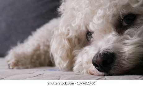 Closeup Bichon Frise Dog On Bed 