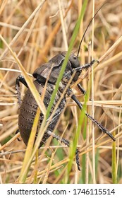 Closeup Big Bellied Cricket ( Bradyporus Dasypus )