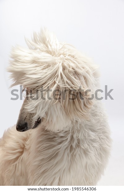 Close-up big cute beautiful Afghan hound dog, tazi\
isolated on white background. Concept of movement, pets love,\
animal life, beauty, show, collection. Looks happy, graceful.\
Copyspace for ad.