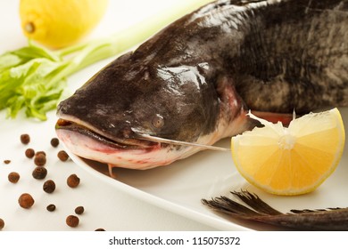 Close-up Of A Big Raw Catfish (silurus Glanis)