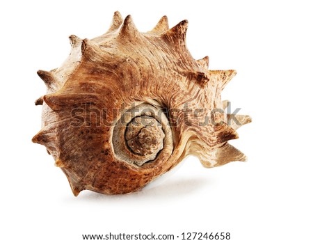 Closeup of big spiked seashell, isolated on white.