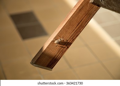 A Closeup Of A Big Stink Bug On A Wooden Plank In A House