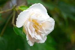 Close-up At A Big White Rose Flower With Beautiful Lobe And Petal. Plant And Flower In Nature Photo, Selective Focus.