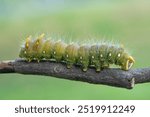 Close-up of bight green  Imperial Moth Caterpillar crawling on stick with blurred background.