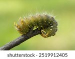 Close-up of bight green  Imperial Moth Caterpillar crawling on stick.