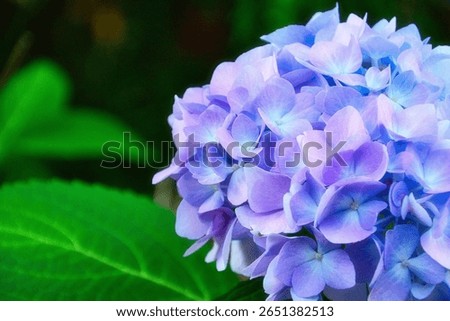 A closeup of bigleaf hydrangea flower