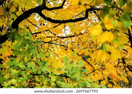 Close-up of Bigleaf Maple Tree Leaves Changing Color in Autumn