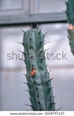 A closeup of a bilberry cactus in the blurredbackground Stock photo © 
