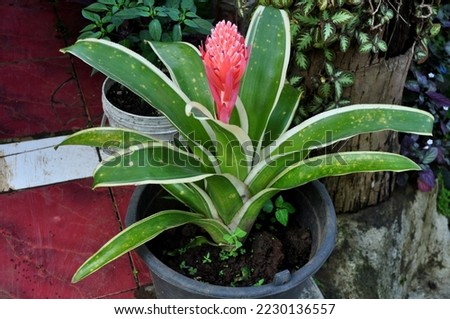 Closeup of Billbergia pyramidalis plant with flower in garden