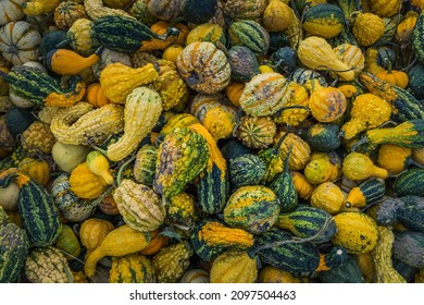 Close-up of a bin full of squashes and cucurbits on a fall day in farm of Monteregie, a region of Quebec, Canada