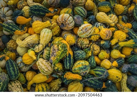 Close-up of a bin full of squashes and cucurbits on a fall day in farm of Monteregie, a region of Quebec, Canada
