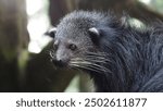 Close-up of a binturong, also known as a bearcat, with its distinctive bushy tail and whiskers. Captured in its natural habitat, showcasing its unique features and curious expression