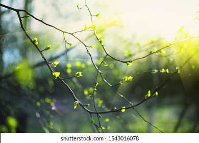 Closeup of birch bud leaves in spring in the forest. - Shutterstock ID 1543016078