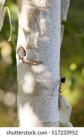 Close-up of a birch tree trunk. 