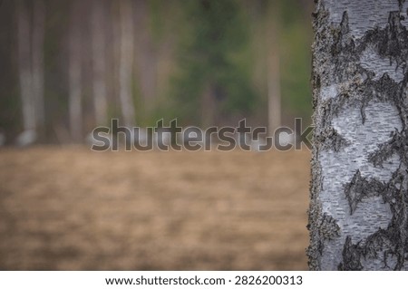 Close-up of a birch tree trunk covered with textured bark and lichen, set against a softly blurred Scandinavian woodland background. The minimalist composition highlights natural textures, muted colors and the characteristic atmosphere of northern forests.
