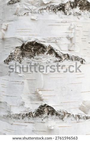 Close-up of a birch tree trunk showing detailed texture of white, peeling bark in natural light