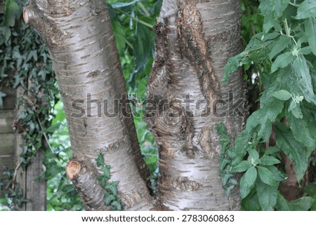 Close-Up Of Birch Tree Trunks With Textured Bark And Green Ivy In A Garden