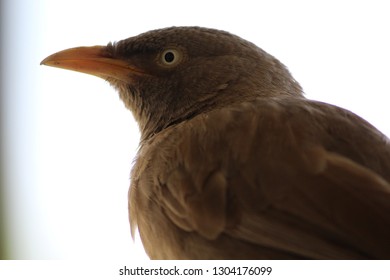 closeup of bird