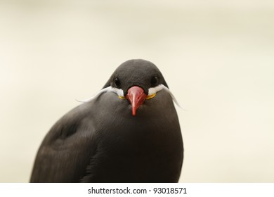 closeup of a bird