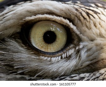 Bird Eye Close Up Images Stock Photos Vectors Shutterstock