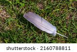 Close-up of a bird feather that is lying on the ground in the grass on a warm spring day in May.