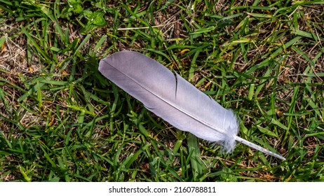Close-up of a bird feather that is lying on the ground in the grass on a warm spring day in May.