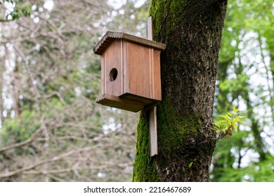 close-up Bird house on a tree. Wooden birdhouse, nesting box for songbirds in park in spring.
